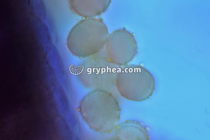 Vipérine - Grains de pollen dans une étamine x160 - gryphea.com